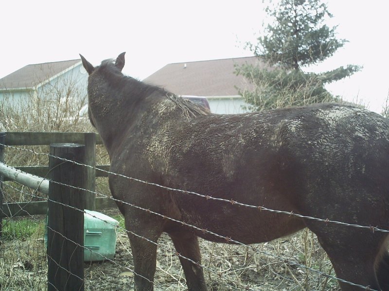 Horse standing behind a barbed wire fence with houses and trees in the background