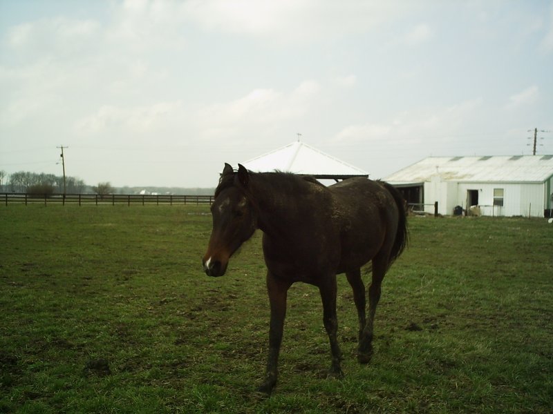 Horse standing in a grassy field with barns in the background
