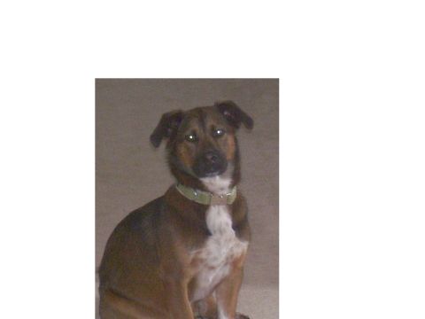 1992 Ford Bronco - A brown and white dog sits wearing a green collar.