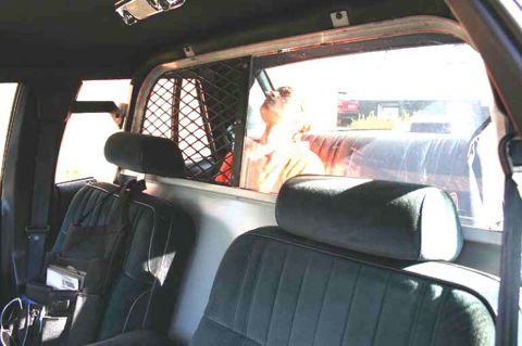 1991 Ford Crown Victoria - Interior view of a 1991 Ford Crown Victoria, highlighting the rear seating area and partition.