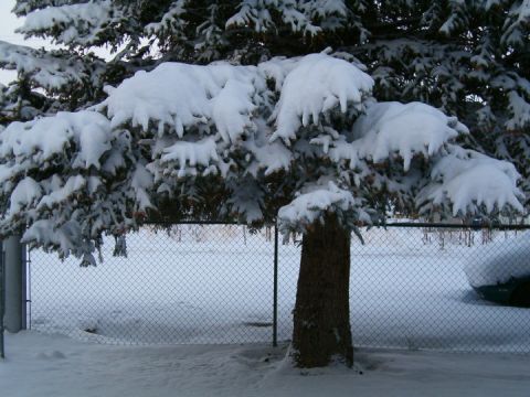 1985 Ford Bronco - A winter scene a snow-laden evergreen tree and a chain-link fence, with a portion of a vehicle visible in the background.