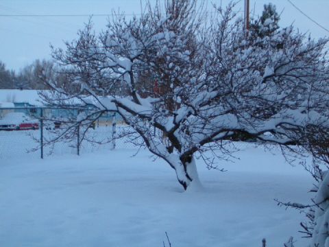 1985 Ford Bronco - A winter scene shows a snow-covered tree in the foreground and two vehicles parked in the distance.