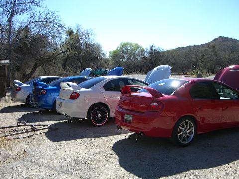 1996 Ford Probe - A line of Dodge Neon SRT-4s are parked with their hoods open, showing off their performance modifications.