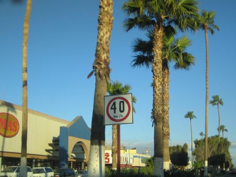 1990 Ford Bronco - round 40 km/h speed limit sign stands among tall palm trees beside a low commercial building.