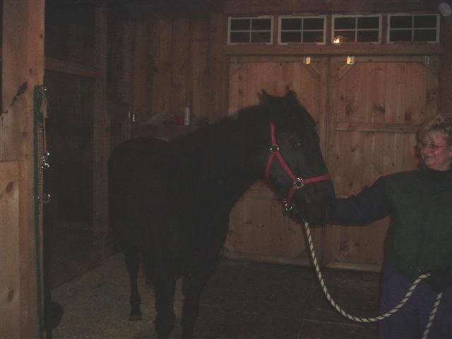 Black horse with red halter being held by a person in a wooden barn