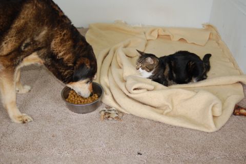 2001 Ford Taurus - A dog and cat share a mealtime moment on a carpeted floor with a blanket.