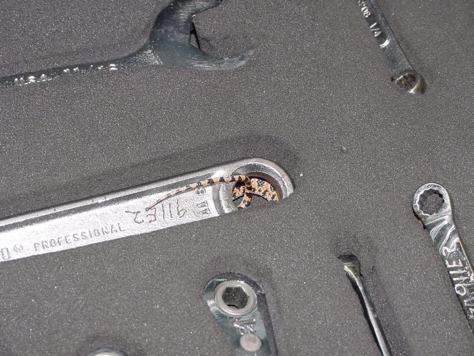 Toolbox & Snake
