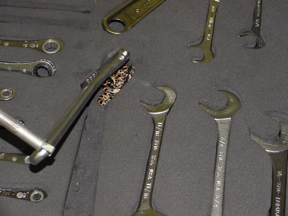 Toolbox & Snake
