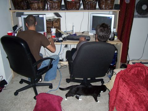 1994 Ford Probe - A black and white cat walks across the carpet in front of two people using computers.