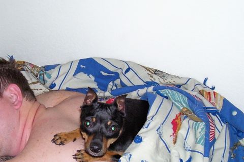 1991 Ford Bronco - A dog is snuggled up with a person in bed, partially covered by a blanket boats.