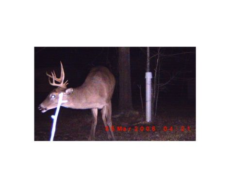 1992 Ford Bronco - A deer with large antlers is captured in a nighttime forest scene, timestamped March 5, 2006.