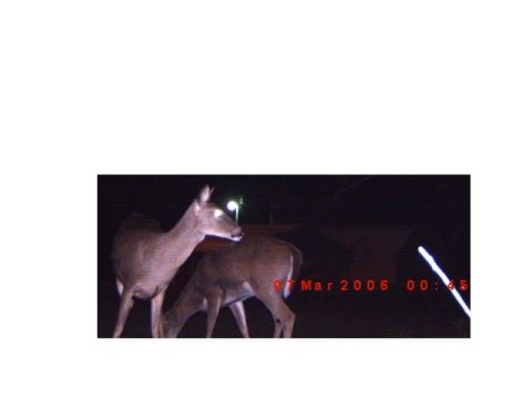 1992 Ford Bronco - Two deer are visible in this nighttime scene, captured on March 7, 2006.