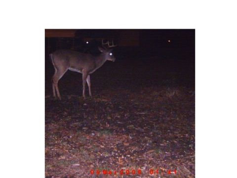 1992 Ford Bronco - A deer is captured in this nighttime scene, with a date stamp visible at the bottom.