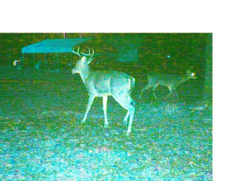 1992 Ford Bronco - Deer are seen in a field at night, with one buck in the foreground.
