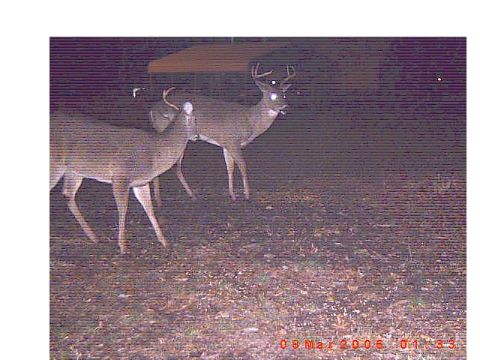 1992 Ford Bronco - A trail camera captured two deer in a wooded area at night.