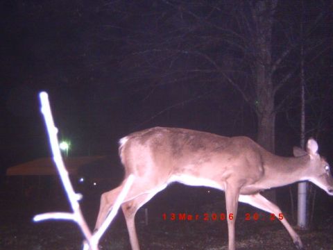 1992 Ford Bronco - A deer is captured by a trail camera at night in a wooded area.