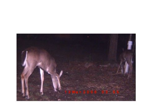 1992 Ford Bronco - A deer is seen grazing in a wooded area at night, with a timestamp indicating the photo was taken on March 13, 2008.
