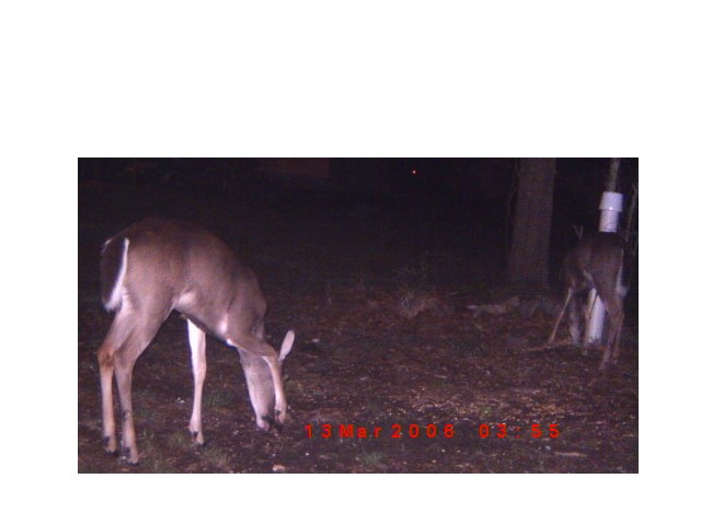 Deer grazing in a wooded area at night, timestamped 13 Mar 2008
