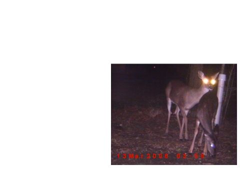 1992 Ford Bronco - Two deer are captured at night by a trail camera, showing glowing eyes and a date stamp.