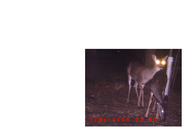 Two deer with glowing eyes stand in a dark wooded area, with a date stamp of 13 Mar 2008