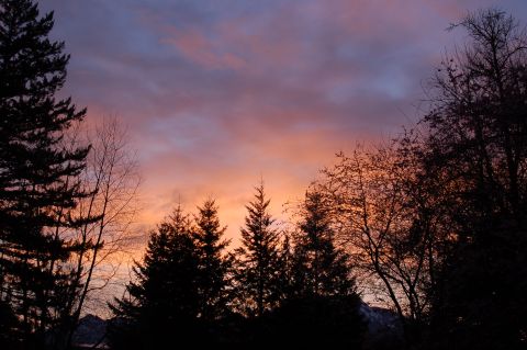 2001 Ford Taurus - A colorful sunset paints the sky with hues of purple, pink, and orange, silhouetting evergreen and deciduous trees against the horizon.