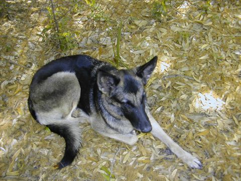 1993 Ford Bronco - A black and tan German Shepherd type dog lying on a bed of dry fallen leaves in dappled shade, head turned toward the camera with one front…