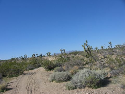 1992 Ford Bronco - A dirt road winds through a desert landscape dotted with Joshua trees and low-lying brush.