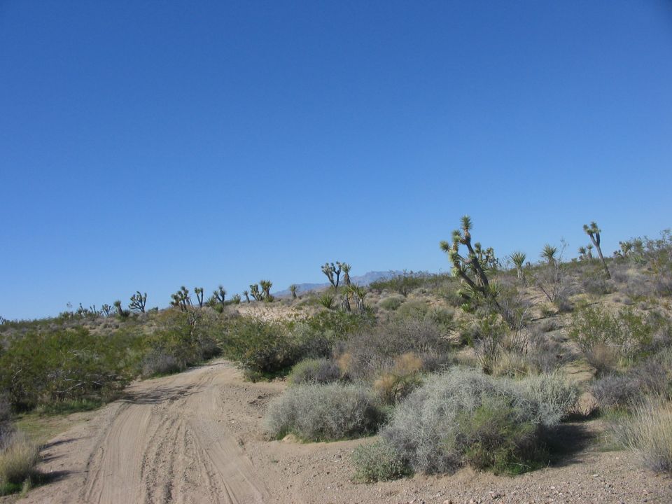 Dirt road through a desert landscape with Joshua trees and scrub brush under a clear blue sky