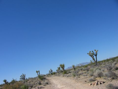 1992 Ford Bronco - A scenic view of a desert landscape joshua trees and a dirt road, under a vast expanse of blue sky.