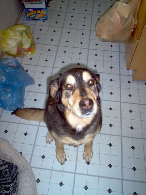 2001 Ford Taurus - Dog sits patiently on a kitchen floor, waiting for a treat.