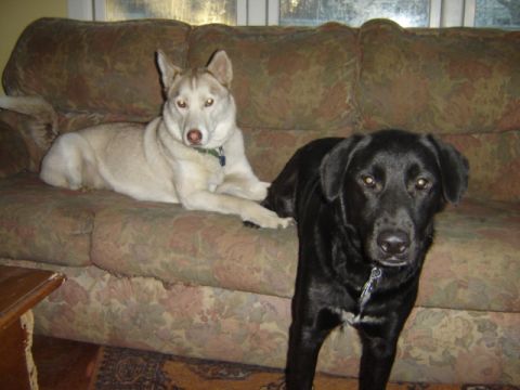 1992 Ford Bronco - A husky mix and a black lab relax on a couch in front of a window.