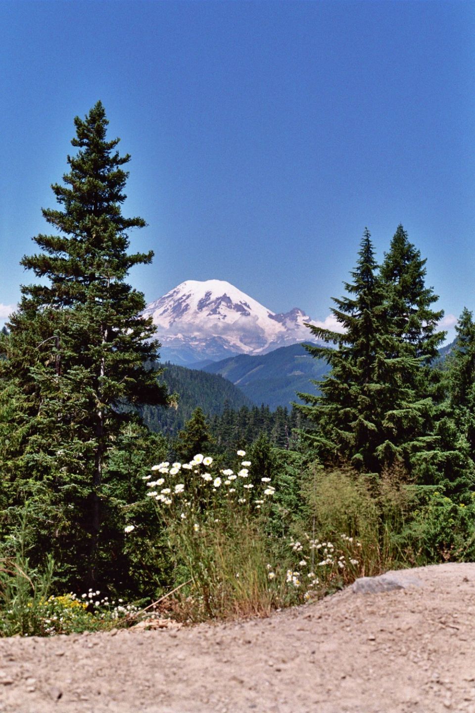 Snow-capped mountain peak framed by evergreen trees and wildflowers under blue sky