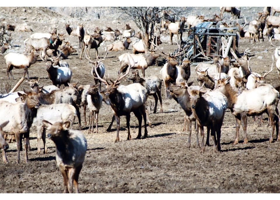 Large herd of elk with antlered bulls standing on muddy ground