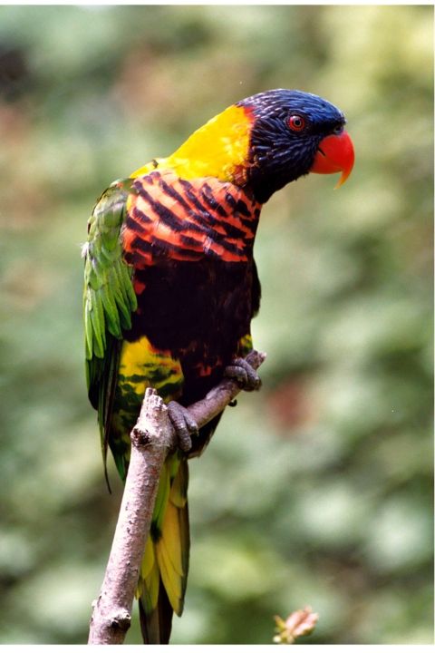 1977 Ford F-150 - A colorful rainbow lorikeet parrot is perched on a tree branch in a natural setting.