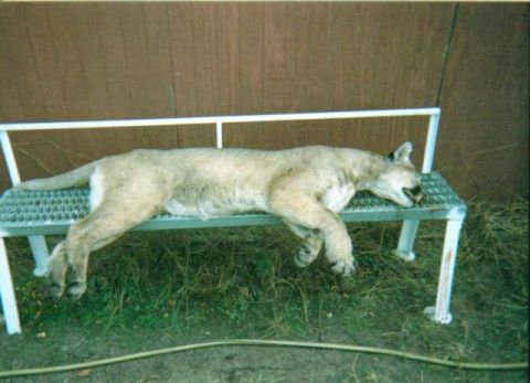 1986 Ford Bronco - Cat killed near Junction, TX