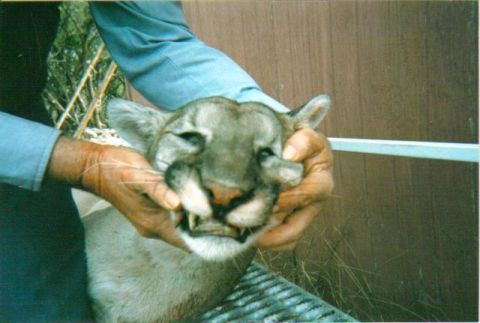 1986 Ford Bronco - A person is holding a cougar's head and showing its teeth.