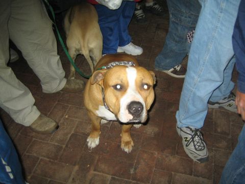 Tan and white pit bull dog on a leash standing on a brick patio at night surrounded by people's legs