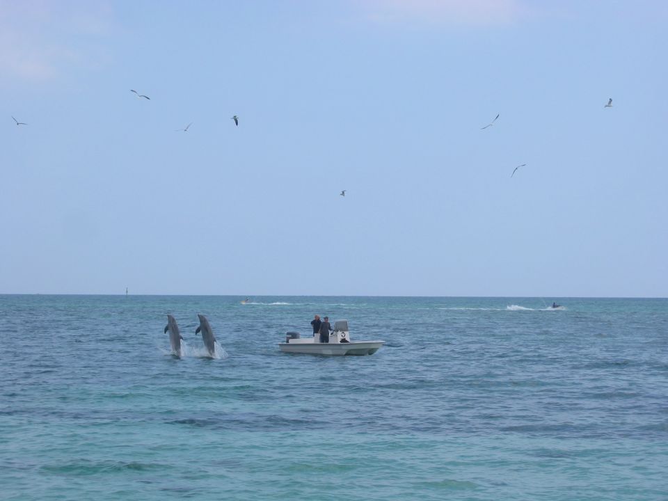Dolphins doing tricks for no reason at all.