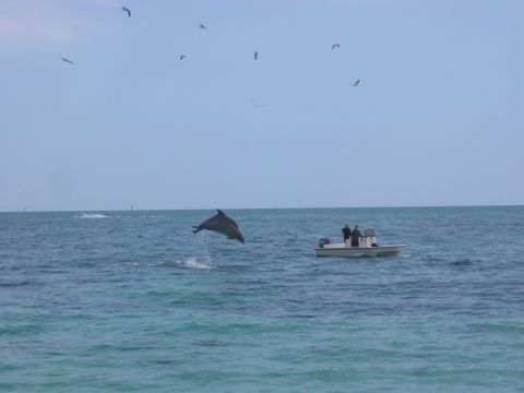 1989 Ford Bronco - A dolphin jumps from the water near a boat with two people aboard under a sky with birds.