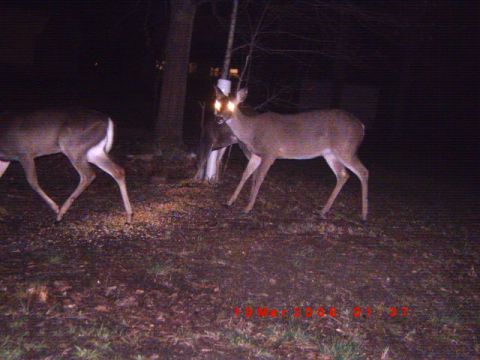 1992 Ford Bronco - Several deer are visible in this nighttime scene, with some feed scattered on the ground.