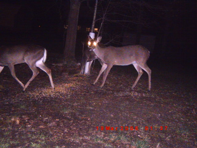 Deer at night with glowing eyes, some scattered feed on the ground