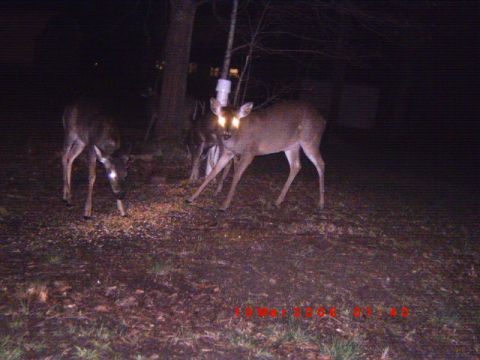 1992 Ford Bronco - Two deer are visible at night, with one facing the camera and its eyes reflecting light.