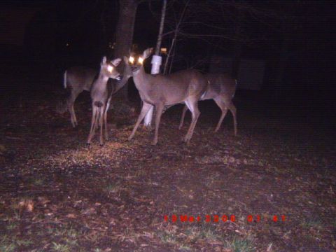 1992 Ford Bronco - Deer gathered at night in a wooded area, illuminated by camera flash.
