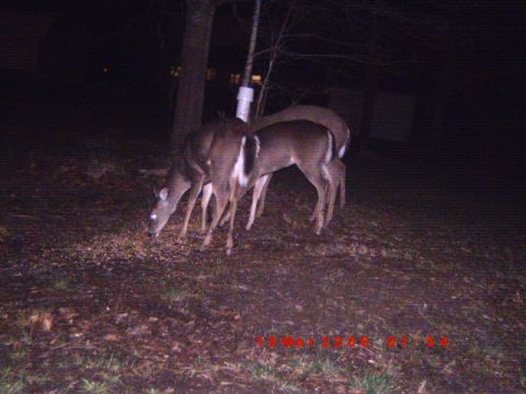 1992 Ford Bronco - A group of deer are gathered in a wooded area at night, feeding on the ground.
