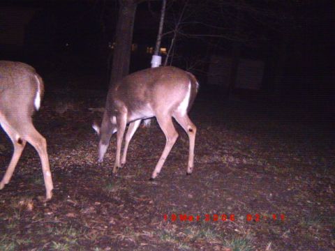 1992 Ford Bronco - Two deer are visible in this nighttime scene, one grazing and the other partially visible on the left.