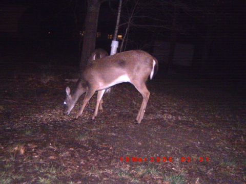 1992 Ford Bronco - A deer is captured at night while foraging on the ground.