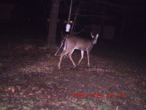 1992 Ford Bronco - Deer are seen in a wooded area at night, with a timestamp indicating the photo was taken on May 18, 2004.