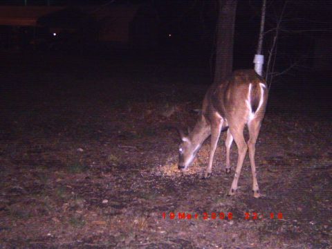 1992 Ford Bronco - A deer is captured on a trail camera at night, feeding on scattered grain.
