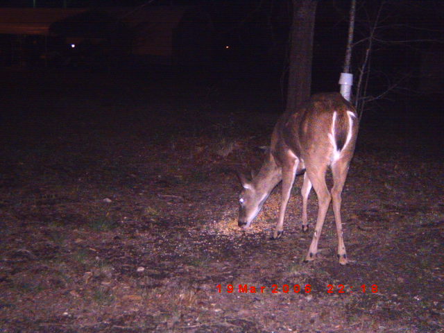 Deer eating feed on the ground at night