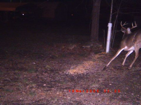1992 Ford Bronco - A deer stands near scattered feed in a wooded area at night, with a white pipe visible.
